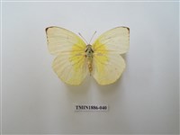 藏品(遷粉蝶)的圖片